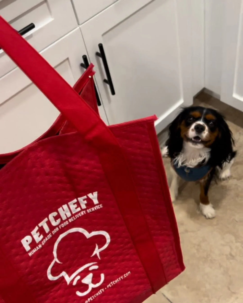 Customise your dog's vet