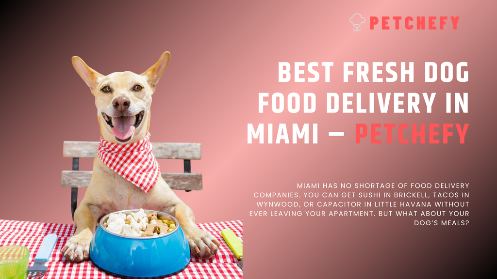 Best Fresh Dog Food Delivery in Miami – Petchefy